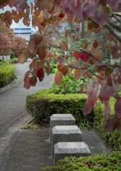 DSC08557. 十月の遊歩道