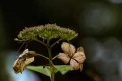 秋の紫陽花-1