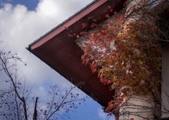 DSC05655. 九谷焼美術館の蔦