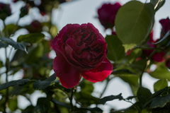 朝の赤い薔薇