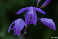 DSC04848紫蘭の花