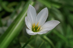 DSC09425.  幽玄タマスダレ