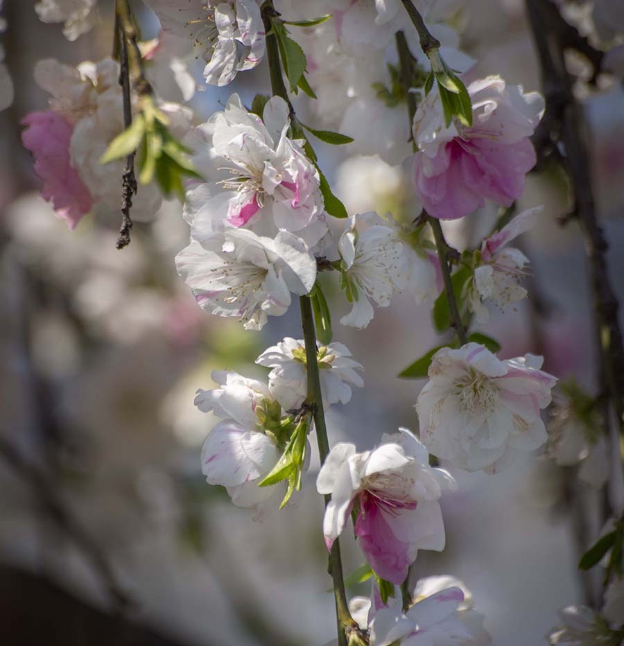 DSC08179. 枝垂れる花桃