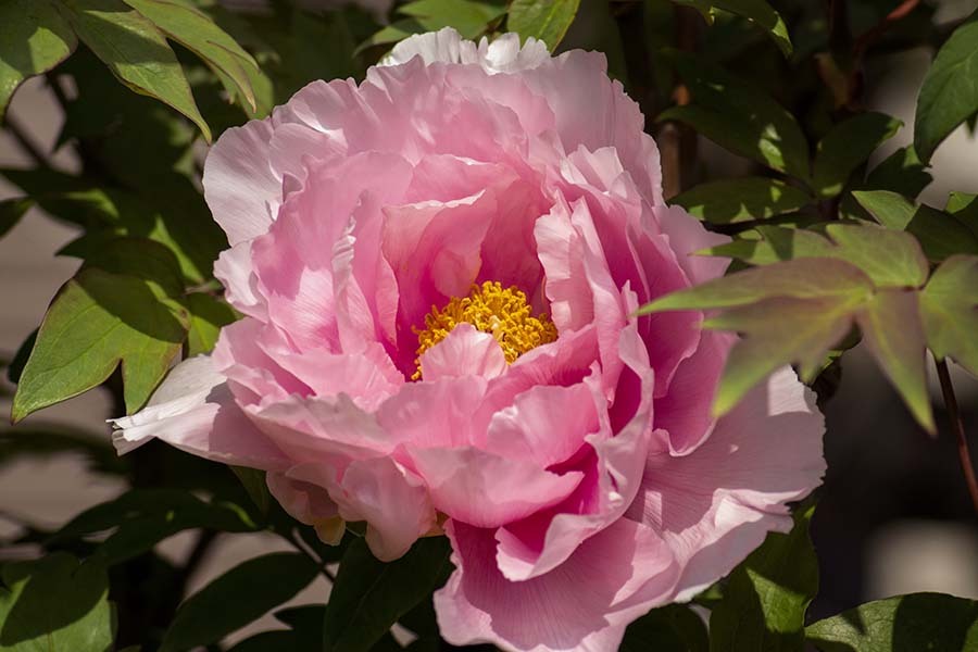 DSC08276. 芍薬は元気を出せと云う如く