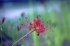 DSC02053  散歩道の彼岸花-6