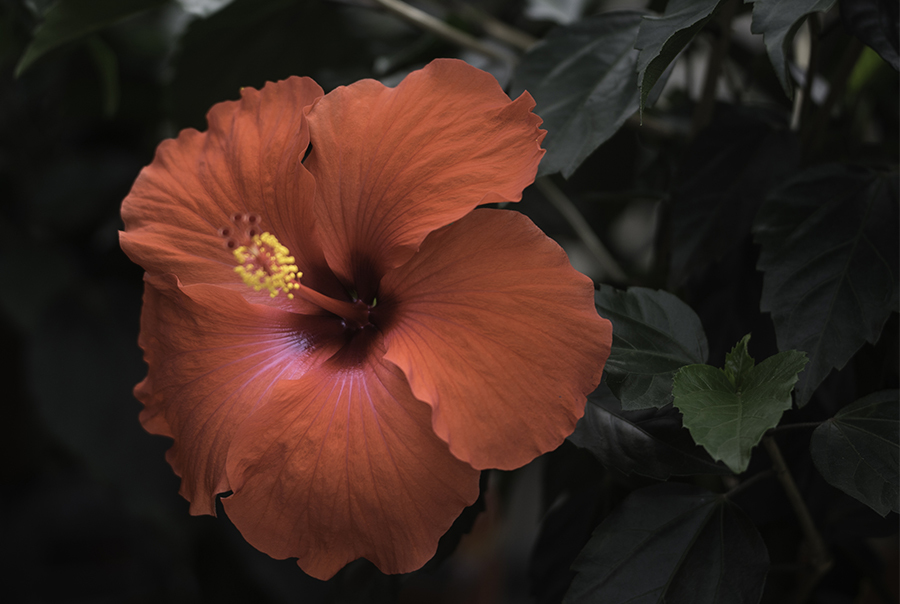 ジュリアンのハイビスカス