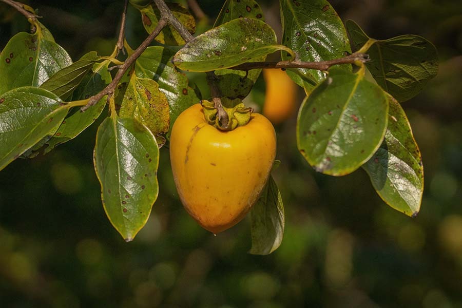 DSC00029. 午後の陽差しに映える