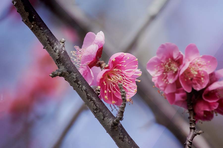 遠く近く紅の梅　DSC02519