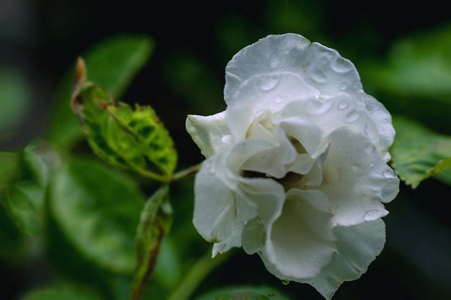 DSC01555. バラに朝露