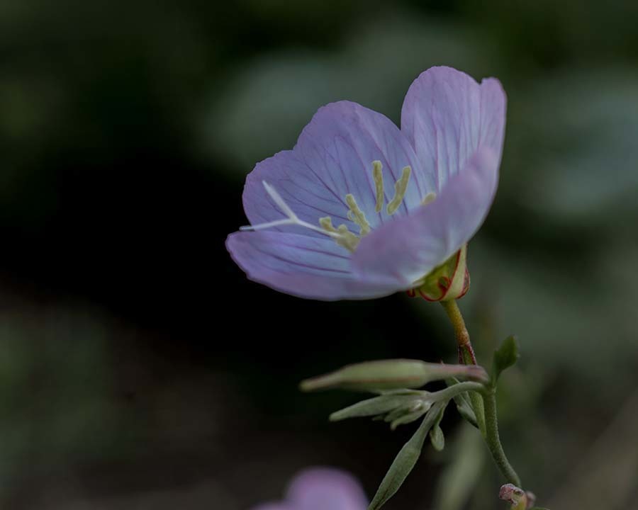 DSC03101 河畔で咲くヒルサキ月見草