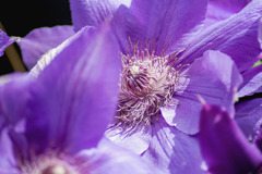 DSC06152-春陽クレマチス