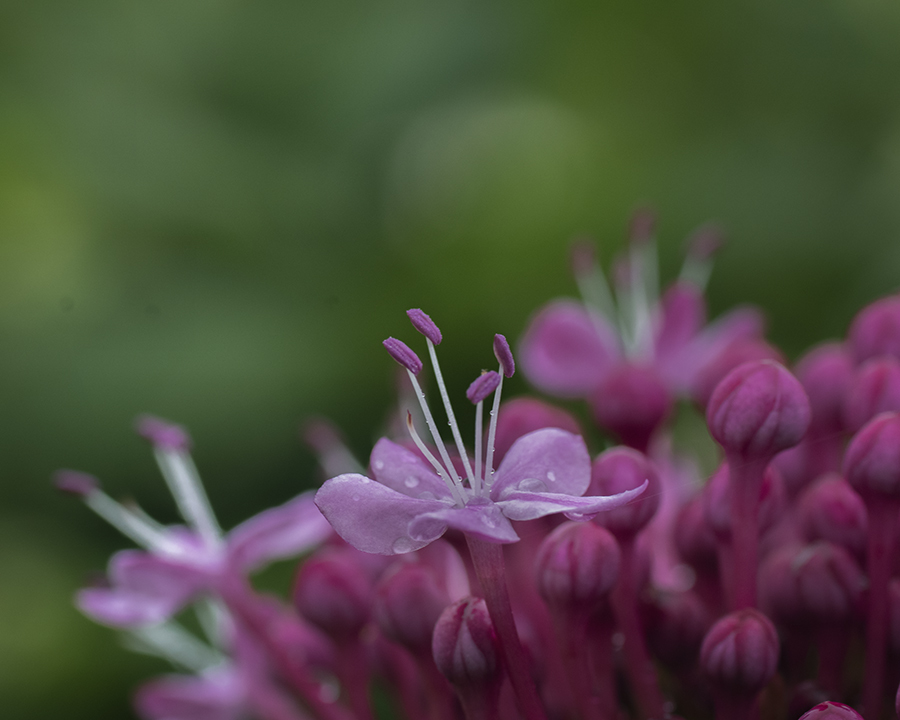 DSC03709. 小さな花 jpg