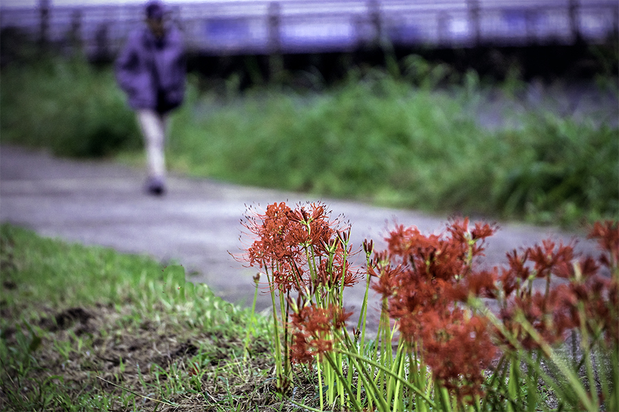 DSC02058  花と小父さん