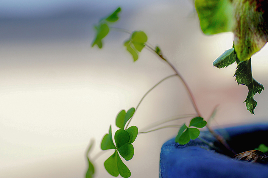 DSC06064 　宿借り若草