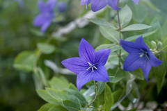 DSC07982  文月黎明二輪