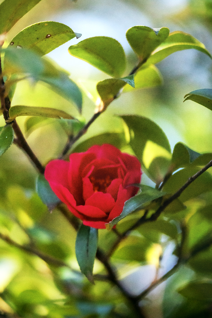 DSC07497.　陽春の椿