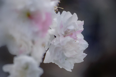 DSC05661 ふんわり はな桃