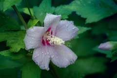 DSC02178. .雨に咲く花