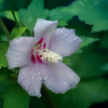 DSC02178. .雨に咲く花