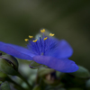 紫の花-7