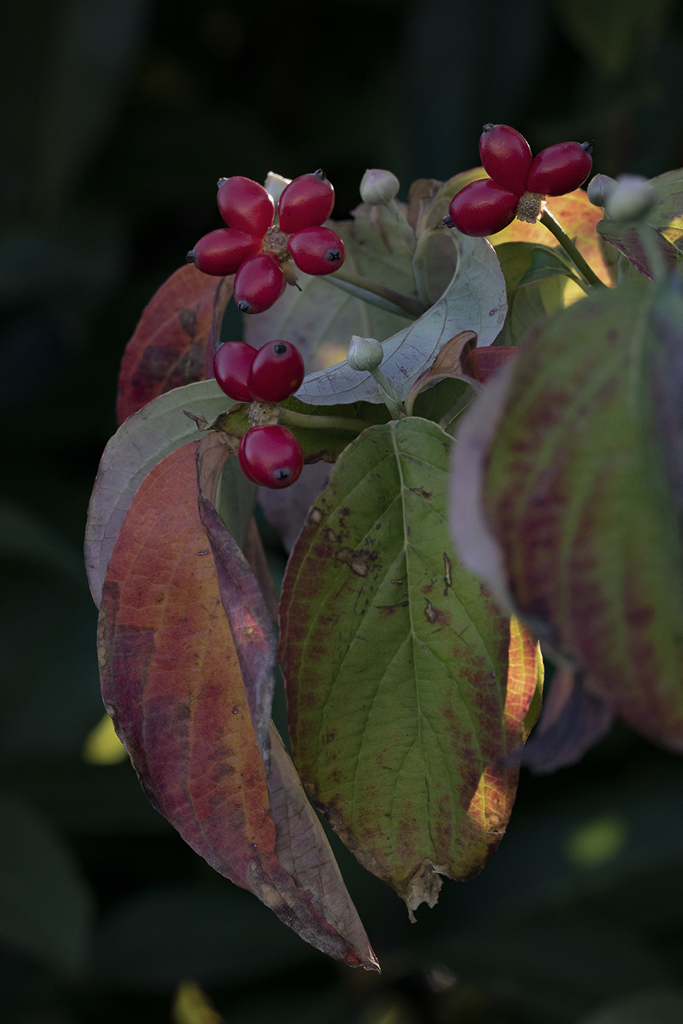 ハナミズキ紅葉
