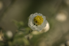 名も知らぬ小さい花　実は「花かんざし」でした