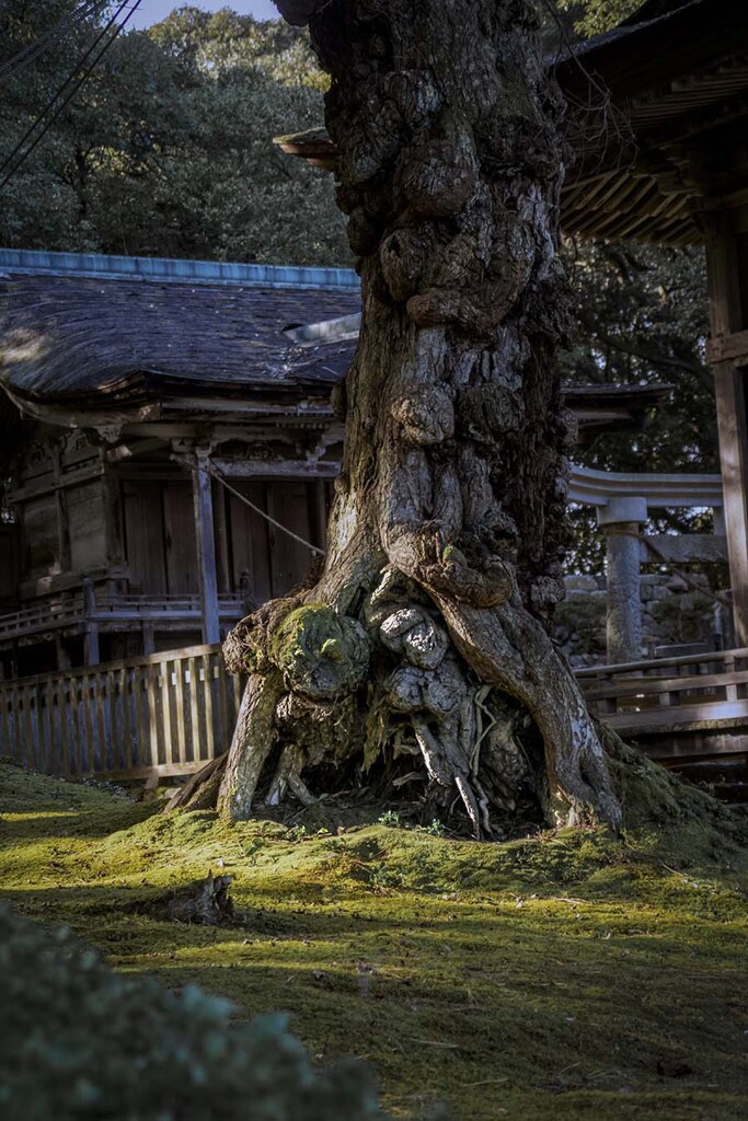 DSC05773. 樹洞の凝りない面々