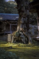 DSC05773. 樹洞の凝りない面々