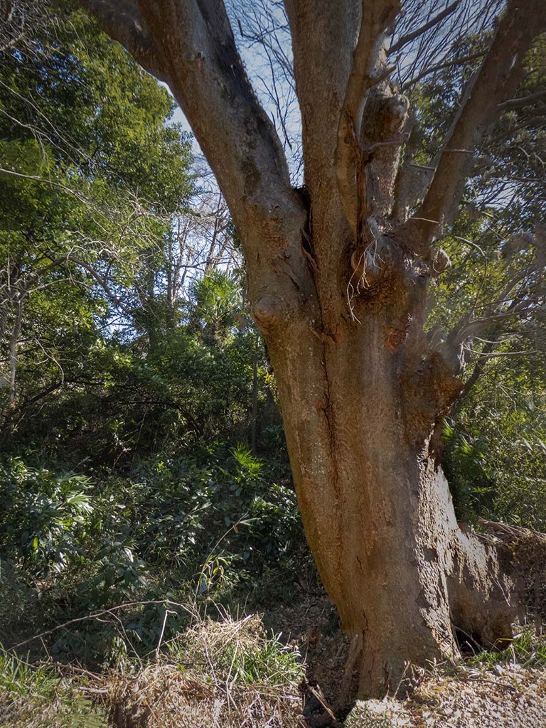 天然記念物の欅　P1060220