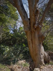 天然記念物の欅　P1060220