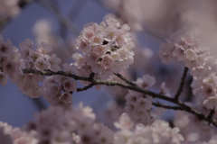 DSC04729 桜の手毬たち