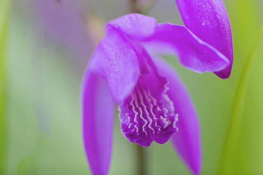 DSC05913. 春霞.紫蘭