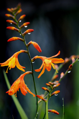 DSC09060. 花に水玉. 