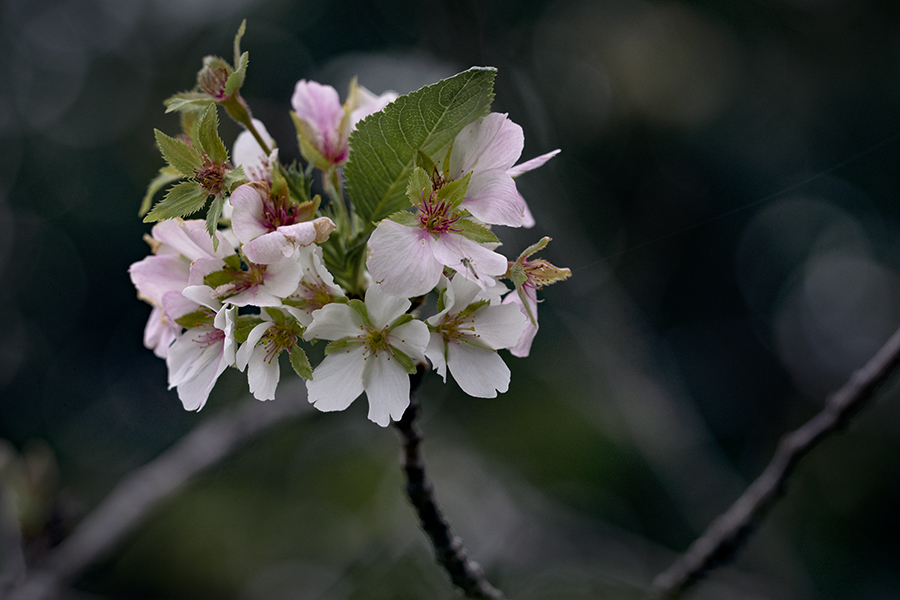 健気に咲く10月の桜.