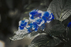 DSC06144 真夜中の紫陽花
