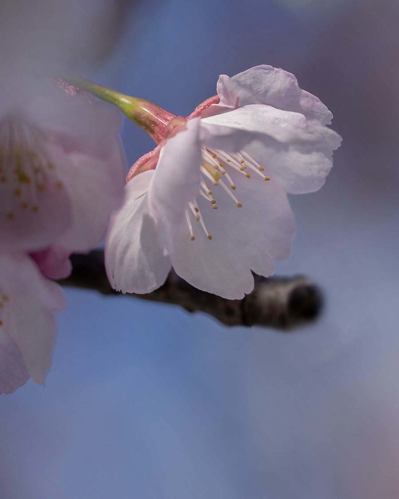 DSC08613-春の空に桜