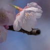 DSC08613-春の空に桜