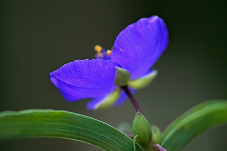 散歩道の江戸紫