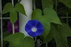 DSC00083. フェンスの朝顔.