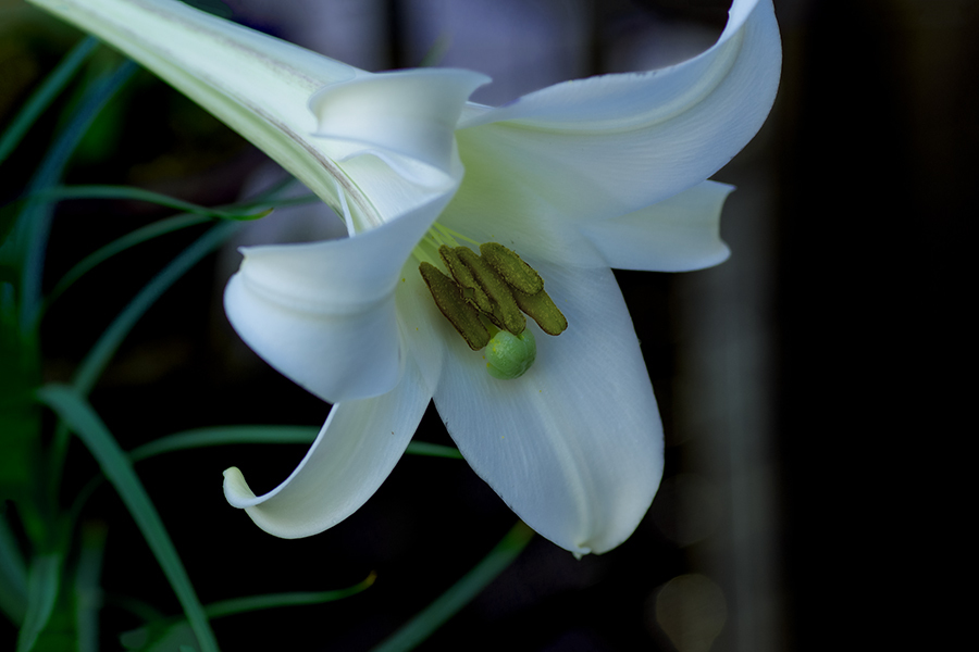 DSC04664. 白百合