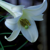 DSC04664. 白百合