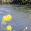 DSC08128. 春を映して川は流れる