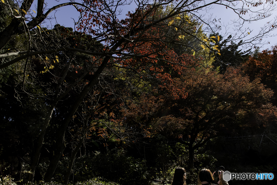 DSC00625 本土寺発ー紅葉狩りの少女