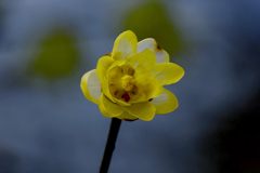 DSC03290 大寒の華　