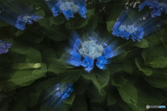 DSC06956.  LED Hydrangea ？jpg