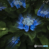 DSC06956.  LED Hydrangea ？jpg