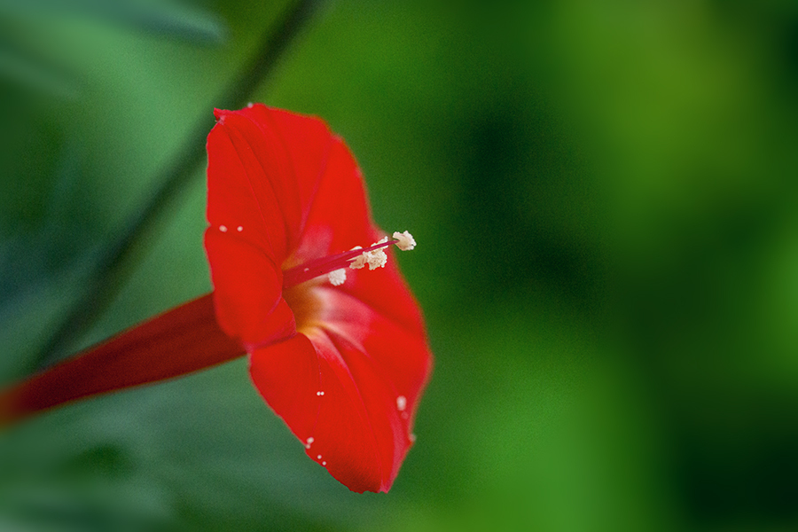 DSC04852. 九月の朝の留紅草