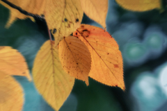 晩秋もよう  DSC04305