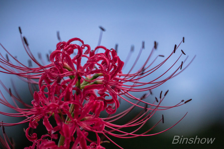 DSC02040-2 やっと雨が上がった