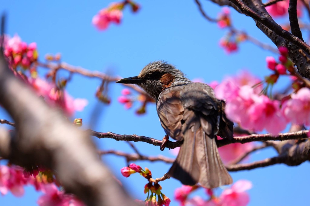 春が来た‼️